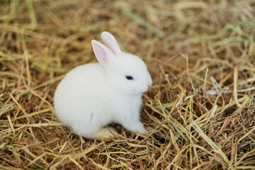 rabbit, bunny pet with blur background, animals