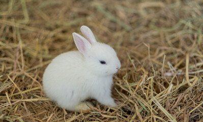 rabbit, bunny pet with blur background, animals