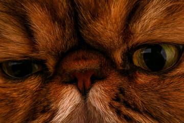The cat looks into the camera. Very close-up.