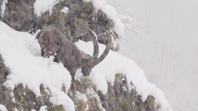 Wild Alps, Alpine ibex male under snowstorm (Capra ibex)