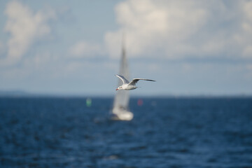 Fliegende Lachmöwe über dem Meer vor einem Hintergrund mit Himmel, Wolken und einem Segelboot