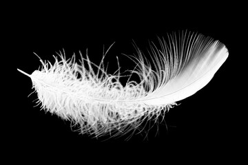 A white down feather on a black soft background. Feather abstract freedom concept