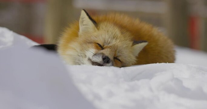 Beautiful Fox in the Snow