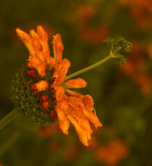 A Lion’s Tail .  Side view . Close Up
