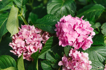 Pink large-leaved hydrangea in the garden