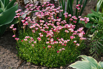 Pink saxifrage flowers in spring in the garden