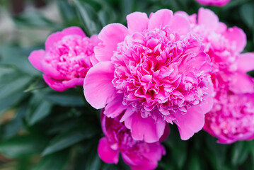 Beautiful pink flowers of the herbaceous peony in summer in the garden