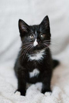 A small black cat with white spots is sitting on the sofa and looking up attentively