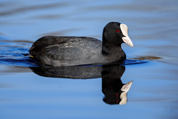 Eurasian coot (Fulica atra) swimming on a lake in the nature protection area Mönchbruch near Frankfurt, Germany.