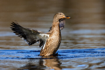 Female Mallard (Anas platyrhynchos) swimming on a lake in the nature protection area Mönchbruch near Frankfurt, Germany.