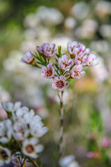 Flowering Tea Tree .  Blooms on stem .  Frontal view
