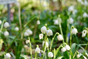 Leucojum vernum is spring white flower is an early-flowering plant that looks like a snowdrop. Leucojum vernum is a perennial bulbous plant. Galanthus vernus, Nivaria verna, Erinosma verna.