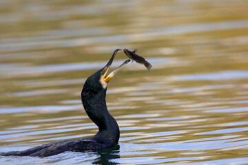 Great Cormorant eat a large fish on a lake in Danube Delta.