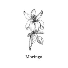 Moringa branch sketch in vector, design element.