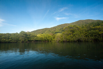 Mangrove forest in Koh Chang island, Trat Province, Thailand