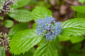 コアジサイ咲く