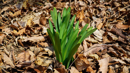 Magic Lily's young blue leaves, warm sunshine.
