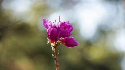 A beautiful pink party.
