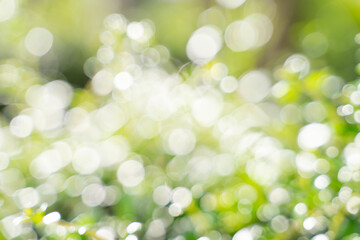 Fototapeta premium Bokeh leaf with sunlight, use for background.
