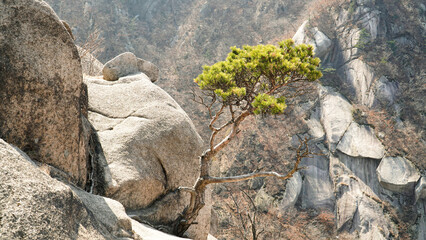 The charm of pine trees living beautifully on high mountain rocks, friends of people.