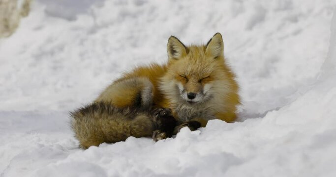 Beautiful Fox in the Snow