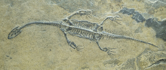 Fototapeta premium plesiosaur fossilized skeleton. The entire dinosaur is clearly visible on the stone