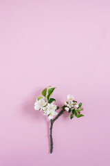 Apple tree branch with white flowers on a pink background with copy space. Flat lay composition. Spring concept