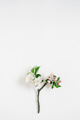 Small sprig of apple tree with white flowers on a white background with copy space. Creative greeting card. Flat lay, top view