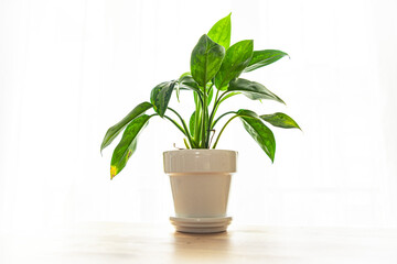 dieffenbachia indoor plant big green leaves evergreen indoor flower in a flower pot on the table copy space flora background