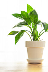 dieffenbachia indoor plant big green leaves evergreen indoor flower in a flower pot on the table copy space flora background