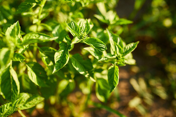 Italian green basil plants outdoor in sunny vegetable garden, summer day.