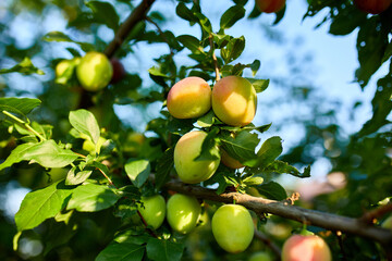 Branch with ripening organic plums in the garden in sunny day, ripe plums on a tree branch in the orchard