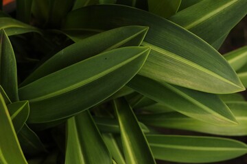 Naklejka na ściany i meble close up of dracaena ornamental plant leaves