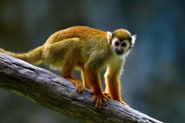 Naklejka na ściany i meble Cute red-faced squirrel monkey relaxing on a tree branch in the rainforest. Wild animal in nature,