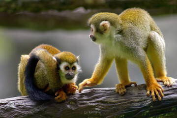 Cute red-faced squirrel monkey relaxing on a tree branch in the rainforest. Wild animal in nature,