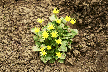 Blooming spring chistyak Ficaria verna on the background of the soil