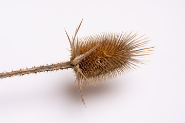 thistle in the wind