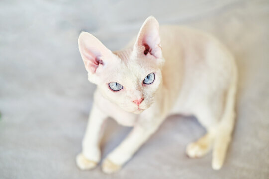 Sphynx Devon Rex cat close-up. Portrait of a pet.