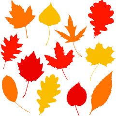 Autumn vector leaves. Graphic illustration. Silhouette isolated on white background.