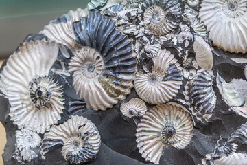 Ammonites. Ancient seashells close up. Background, texture. Selective focus Soft focus