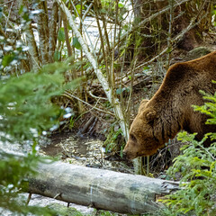 Plakat brown bear in the woods