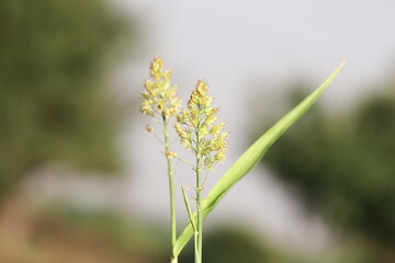 millet plant growing in the field and millet crop full of seeds