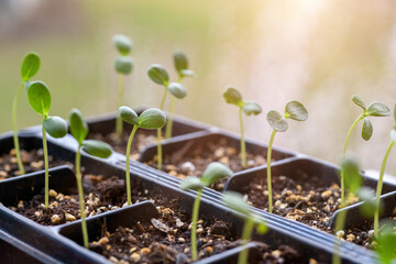 Young Aster seedlings growing in a propagation tray. Spring gardening background.