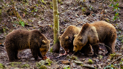 brown bear cub © Alexander