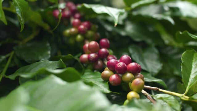 Shift focus berries coffee bean on tree in northern of Thailand