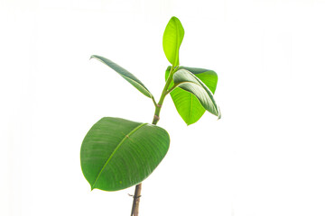 Obraz premium ficus indoor plant big green leaves evergreen indoor flower in a flower pot on the table copy space flora background