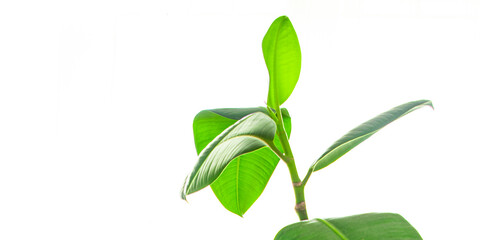 ficus indoor plant big green leaves evergreen indoor flower in a flower pot on the table copy space flora background