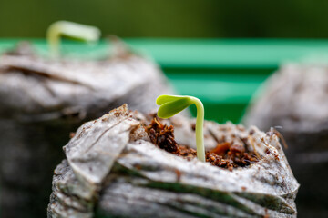 Zinnia seedlings growing in jiffy peat pellets. Biodegradable flower pots. Zinnia seedlings.