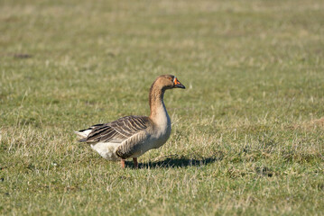 wild goose on green meadow
