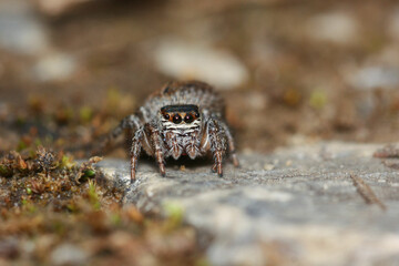 Carrhotus xanthogramma is a species of jumping spiders belonging to the family Salticidae